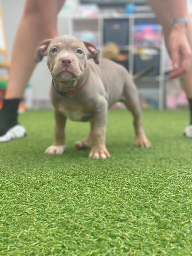 american bully lilac tri
